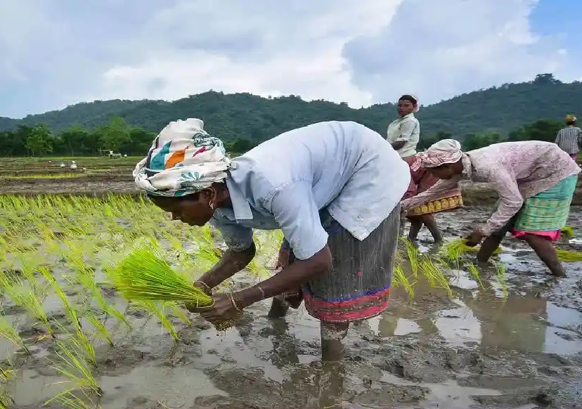 महासमुंद जिले में खरीफ फसल हेतु धान बीज पर्याप्त मात्रा में उपलब्ध